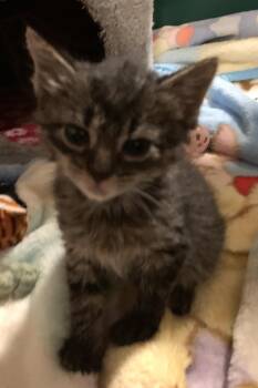 Rescue Domestic Medium Hair Cats for Adoption in Washington Township, New Jersey - Mowgli | PetCurious