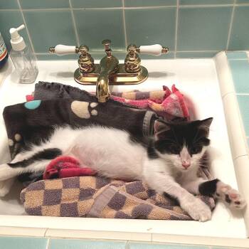 7/11 Hotdog -  Domestic Long Hair Cat for Adoption in Long Beach, California - 7/11 Hotdog | PetCurious