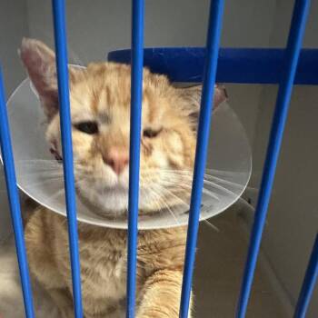 King Glitter Cheeks -  Domestic Short Hair Cat for Adoption in Pekin, Illinois - King Glitter Cheeks | PetCurious