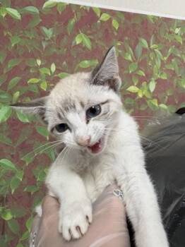 Domestic Short Hair Cats Available for Adoption in San Antonio, Texas - Kitty | PetCurious