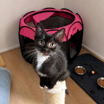 Jane -  Domestic Short Hair Cat for Adoption in Silver Spring, Maryland - Jane | PetCurious