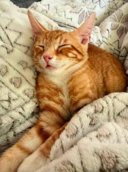 Popcorn -  Domestic Short Hair Cat for Adoption in Clarksville, Tennessee - Popcorn | PetCurious