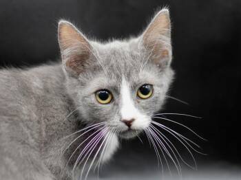 Jump Start -  Domestic Short Hair Cat for Adoption in Portland, Oregon - Jump Start | PetCurious