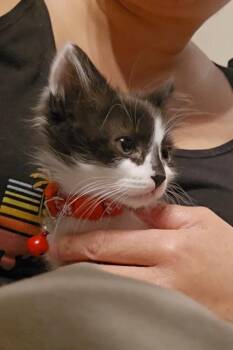 Mickey Mouse -  Domestic Long Hair and Ragamuffin Cat for Adoption in Pacifica, California - Mickey Mouse | PetCurious