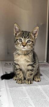 Eight -  Domestic Medium Hair Cat for Adoption in Marion, Mississippi - Eight | PetCurious