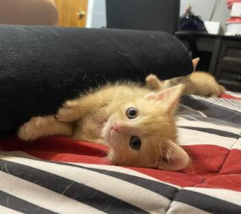 Arcanine -  Domestic Short Hair Cat for Adoption - Arcanine | PetCurious