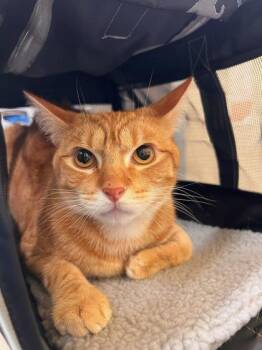 Whisper -  Domestic Short Hair Cat for Adoption in Honolulu, Hawaii - Whisper | PetCurious