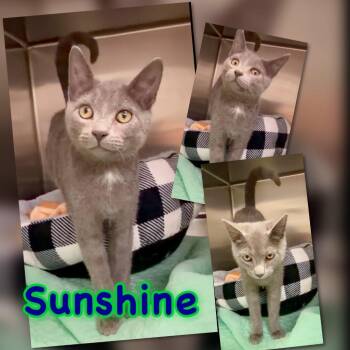 Sunshine -  Domestic Short Hair Cat for Adoption in Blountville, Tennessee - Sunshine | PetCurious