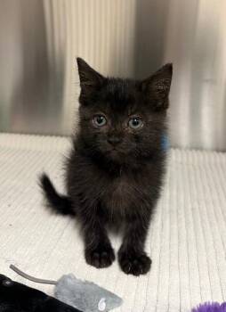 Francine -  Domestic Medium Hair Cat for Adoption in Yankton, South Dakota - Francine | PetCurious