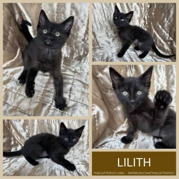 Lilith -  Domestic Short Hair Cat for Adoption in Corpus Christi, Texas - Lilith | PetCurious