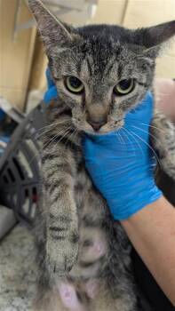 Starburst -  Domestic Short Hair Cat for Adoption in Largo, Florida - Starburst | PetCurious