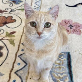 Maple -  Domestic Short Hair Cat for Adoption - Maple | PetCurious