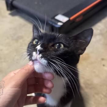 Nibbles -  Domestic Short Hair Cat Available for Adoption in Long Beach, California - Nibbles | PetCurious