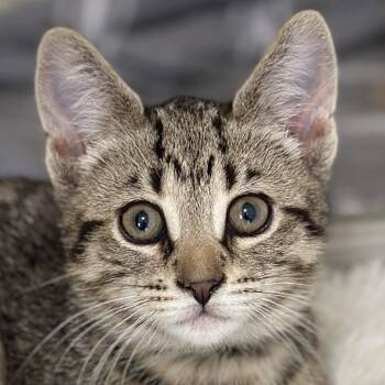 Simon -  Domestic Short Hair Cat Available for Adoption in Victor, New York - Simon | PetCurious