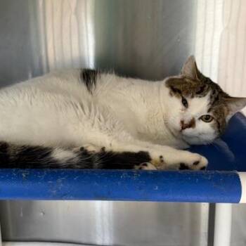 Domestic Short Hair Cats Available for Adoption in Cumming, Georgia - Calvin C | PetCurious