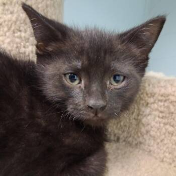 Domestic Medium Hair Cats Available for Adoption in Middlebury, Vermont - Castiel | PetCurious
