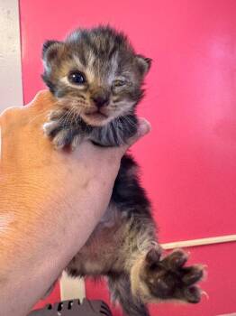 Buzzly -  Domestic Medium Hair Cat for Adoption in Johnson City, Tennessee - Buzzly | PetCurious