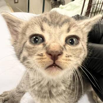 Plum -  Domestic Short Hair Cat for Adoption in Las Cruces, New Mexico - Plum | PetCurious
