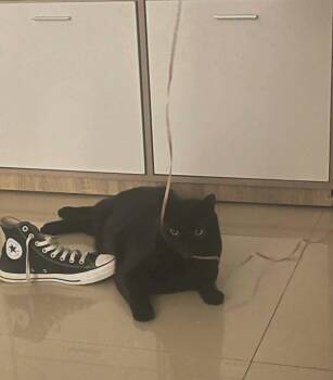Lucky -  Bombay Cat for Adoption in Randolph, Massachusetts - Lucky | PetCurious
