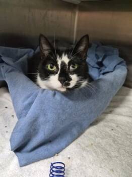 Rescue Domestic Short Hair Cats for Adoption in North Charleston, South Carolina - 88439a Mama Moo | PetCurious