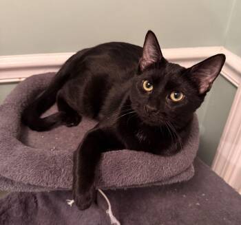 Domestic Short Hair and Bombay Cats Available for Adoption - Roz | PetCurious