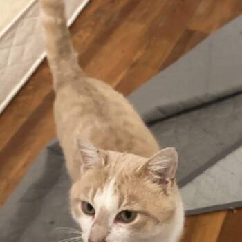 Domestic Short Hair Cats Available for Adoption - Mason | PetCurious