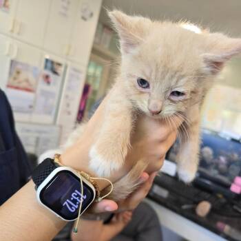 Domestic Long Hair and Maine Coon Cats Available for Adoption in Waldorf, Maryland - Mojito | PetCurious