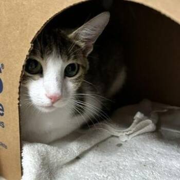 Squirrely -  Domestic Short Hair Cat for Adoption - Squirrely | PetCurious