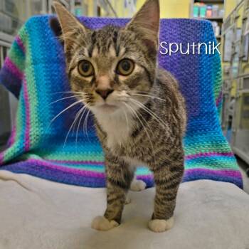 Sputnik -  Domestic Short Hair Cat for Adoption in Parkersburg, West Virginia - Sputnik | PetCurious