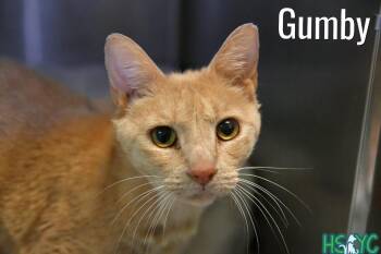 Gumby -  Domestic Short Hair Cat for Adoption in Fort Mill, South Carolina - Gumby | PetCurious