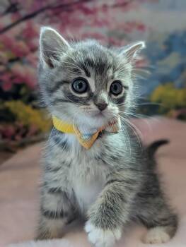 Sunflower -  Domestic Short Hair Cat for Adoption in Fremont, California - Sunflower | PetCurious