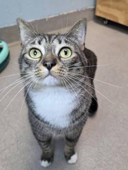 Domestic Short Hair Cats Available for Adoption in Silver Spring, Maryland - True | PetCurious