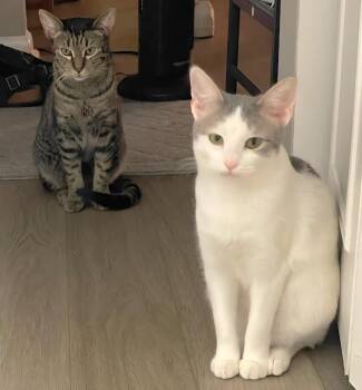 Rescue American Shorthair Cats for Adoption in Lyons, Illinois - Alice | PetCurious