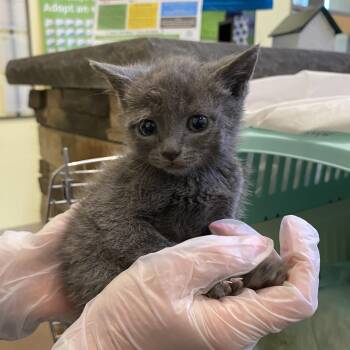 Domestic Short Hair Cats Available for Adoption in Lynchburg, Virginia - Jamie | PetCurious