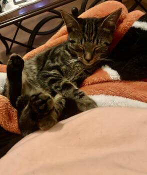 Rescue Domestic Short Hair Cats for Adoption in Little River, South Carolina - BISCUIT | PetCurious