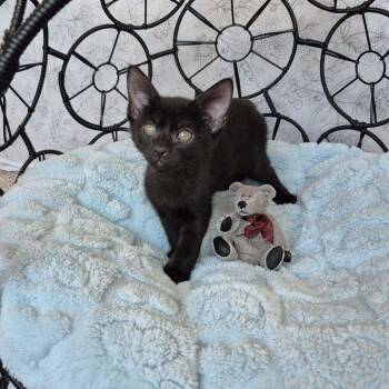 Baby Bear -  Domestic Short Hair Cat Available for Adoption in Tucson, Arizona - Baby Bear | PetCurious