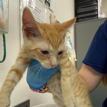 Fishtopher -  Domestic Short Hair Cat for Adoption in Charleston, West Virginia - Fishtopher | PetCurious