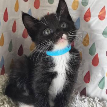 Domestic Short Hair Cats Available for Adoption in Moses Lake, Washington - Dior - Stash | PetCurious