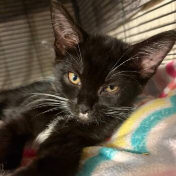 Lyra -  Domestic Short Hair Cat for Adoption in Waldorf, Maryland - Lyra | PetCurious