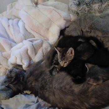 Aemma -  Domestic Short Hair Cat for Adoption in Walker, Michigan - Aemma | PetCurious