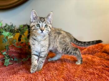 Tabby Cats Available for Adoption in Taylor, Michigan - Twiggy | PetCurious