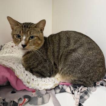 Greg -  Domestic Short Hair Cat for Adoption in West Palm Beach, Florida - Greg | PetCurious