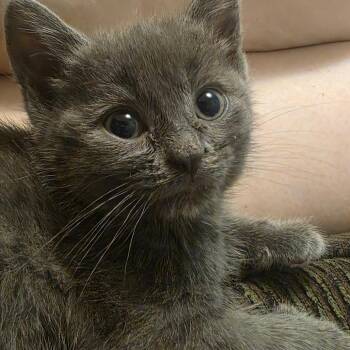 Otter -  Domestic Short Hair Cat for Adoption in Layton, Utah - Otter | PetCurious