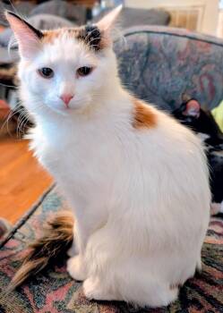 Domestic Long Hair Cats Available for Adoption - Poppy | PetCurious