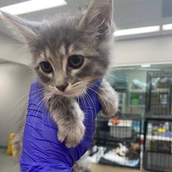 Allergy Pills -  Domestic Medium Hair Cat for Adoption in Westminster, California - Allergy Pills | PetCurious