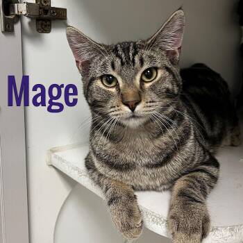 Mage -  Domestic Short Hair Cat for Adoption in Pleasantville, New Jersey - Mage | PetCurious