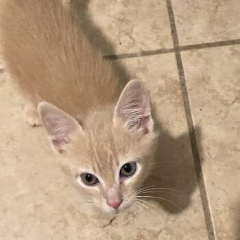 Domestic Short Hair Cats Available for Adoption in Tallahassee, Florida - Barney Dyal-ZR | PetCurious
