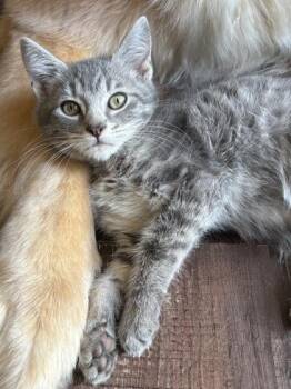 Bullfrog -  Domestic Short Hair Cat for Adoption in Wilkesboro, North Carolina - Bullfrog | PetCurious