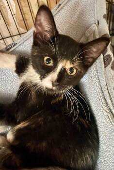 Kenzie -  Tortoiseshell and Domestic Short Hair Cat for Adoption in Lacon, Illinois - Kenzie | PetCurious