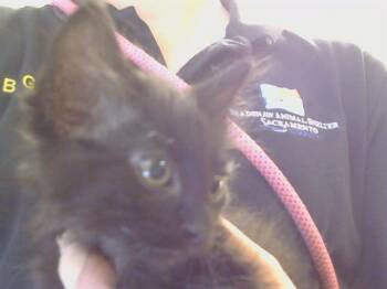 Domestic Short Hair Cats Available for Adoption in Sacramento, California - MORTICIA | PetCurious